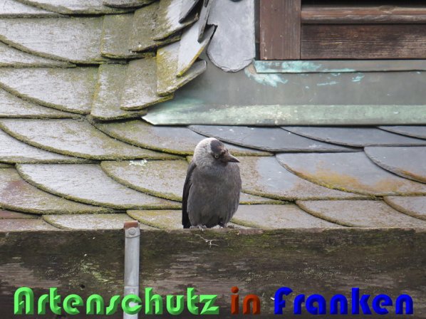 Copyright AiS Christian Neumann Bild zum Eintrag (58408-160)