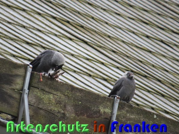 Copyright AiS Christian Neumann Bild zum Eintrag (58409-160)