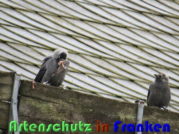 Copyright AiS Christian Neumann Bild zum Eintrag (58410-160)