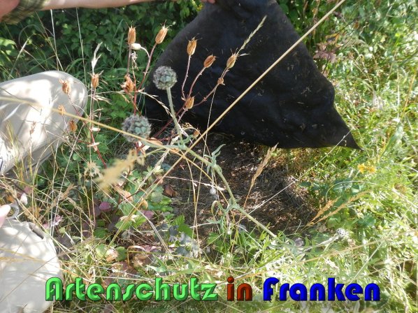 Bild zum Eintrag (59754-160)