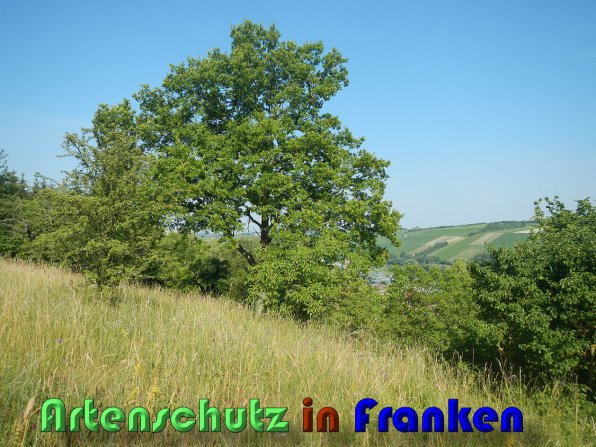 Bild zum Eintrag (59755-160)