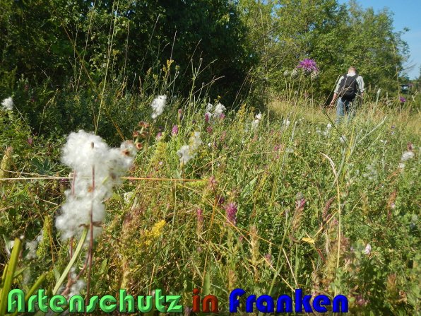 Bild zum Eintrag (59759-160)