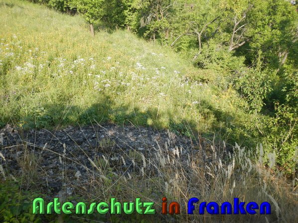 Bild zum Eintrag (59761-160)