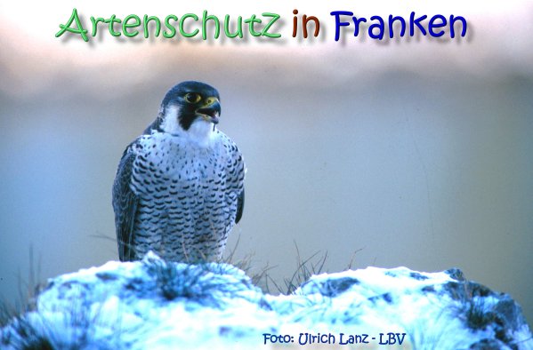 Copyright AiS Ulrich Lanz - LBV Bild zum Eintrag (62115-160)