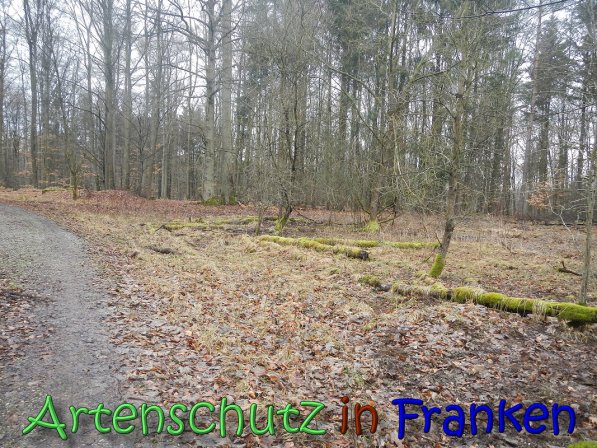 Bild zum Eintrag (63622-160)