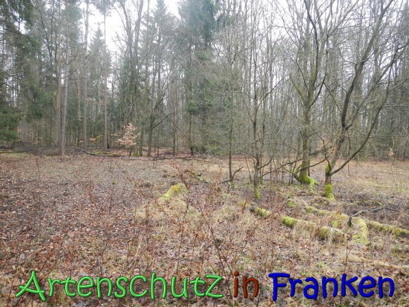 Bild zum Eintrag (63623-160)