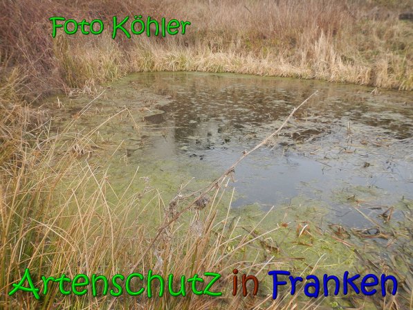 Copyright AiS Köhler Bild zum Eintrag (63806-160)