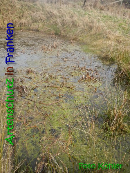 Copyright AiS Köhler Bild zum Eintrag (63807-160)