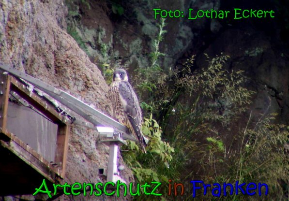Copyright AiS Copyright AiS Lothar Eckert Bild zum Eintrag (63917-160)