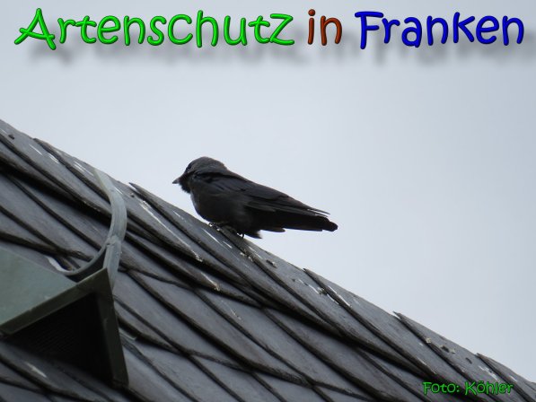 Copyright AiS Köhler Bild zum Eintrag (64011-160)
