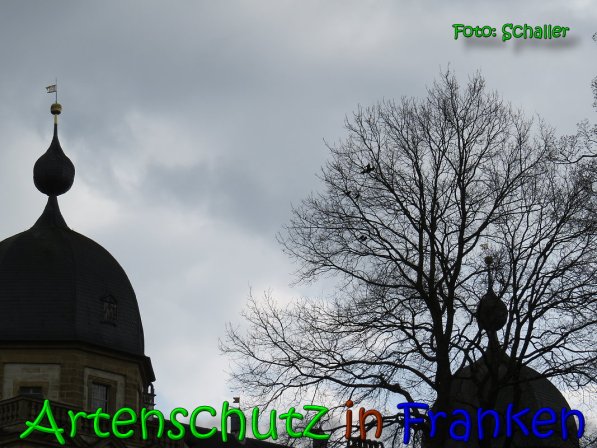 Copyright AiS Schaller Bild zum Eintrag (64087-160)