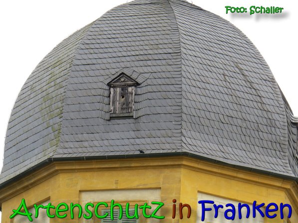 Copyright AiS Schaller Bild zum Eintrag (64092-160)