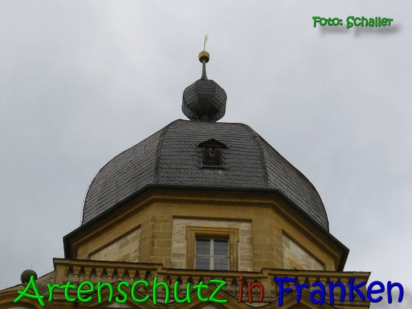 Copyright AiS Schaller Bild zum Eintrag (64095-160)