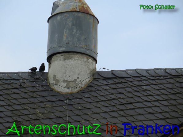 Copyright AiS Schaller Bild zum Eintrag (64096-160)