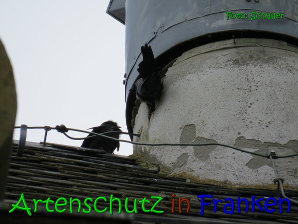 Copyright AiS Schaller Bild zum Eintrag (64097-160)