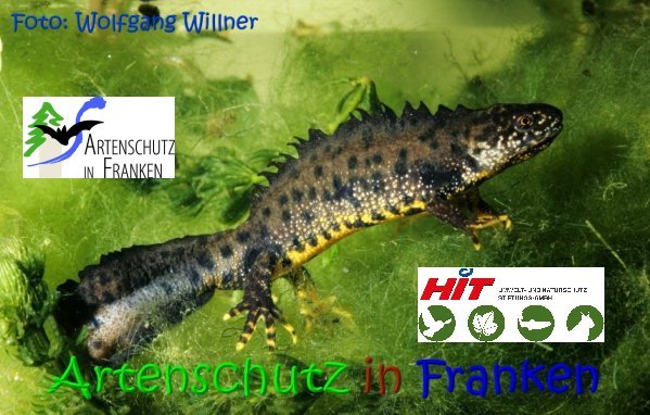 Copyright AiS Wolfgang Willner Bild zum Eintrag (64109-160)