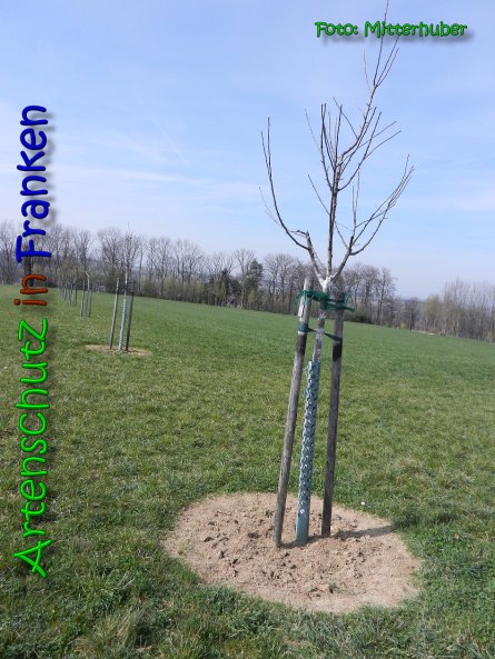 Copyright AiS Walter Mitterhuber Bild zum Eintrag (64180-160)