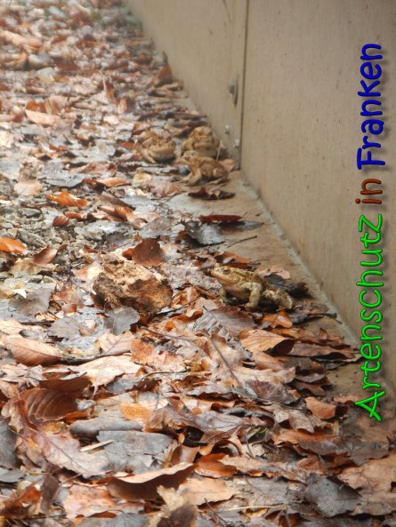Copyright AiS Bauer Bild zum Eintrag (64185-160)