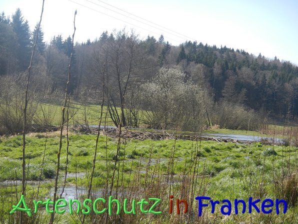 Copyright AiS Seidelmann Bild zum Eintrag (64287-160)