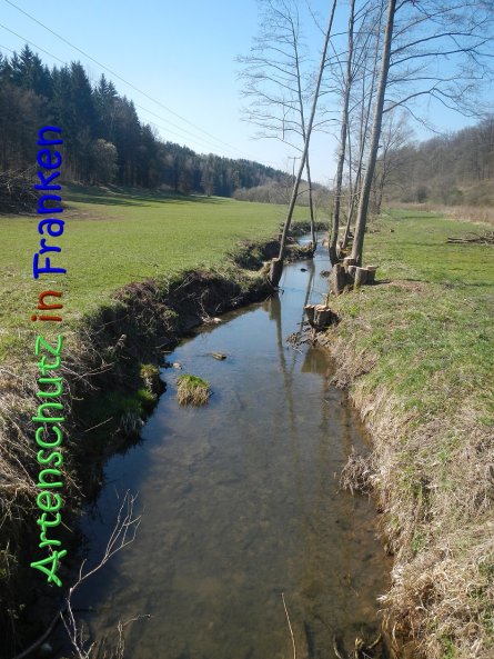 Copyright AiS Klaus Weidner Bild zum Eintrag (64291-160)