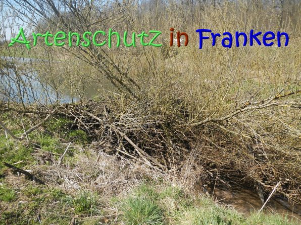 Copyright AiS Seidelmann Bild zum Eintrag (64300-160)