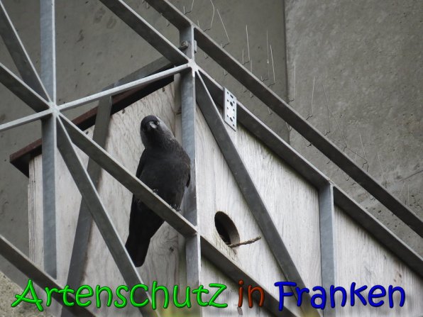 Copyright AiS Bernd Nastvogel Bild zum Eintrag (64724-160)