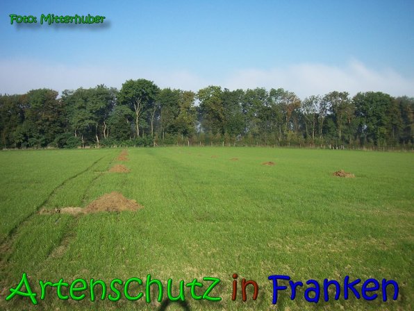 Copyright AiS Walter Mitterhuber Bild zum Eintrag (64855-160)