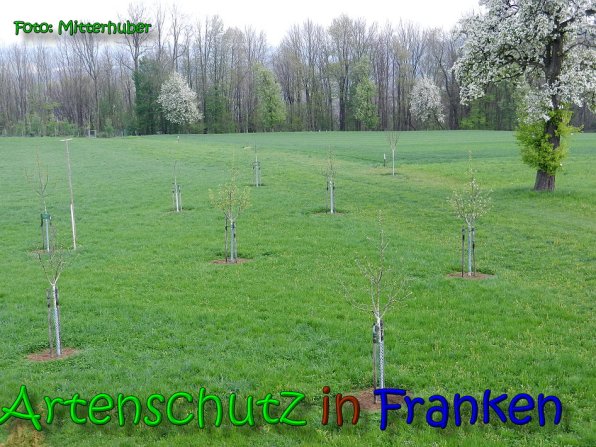 Copyright AiS Walter Mitterhuber Bild zum Eintrag (64857-160)