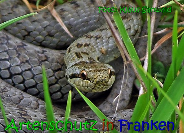 Copyright AiS Klaus Sanwald Bild zum Eintrag (65613-160)