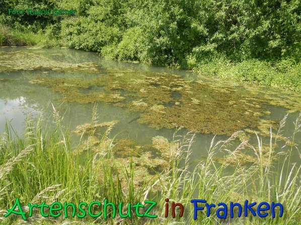 Copyright AiS Gerner Bild zum Eintrag (66524-160)