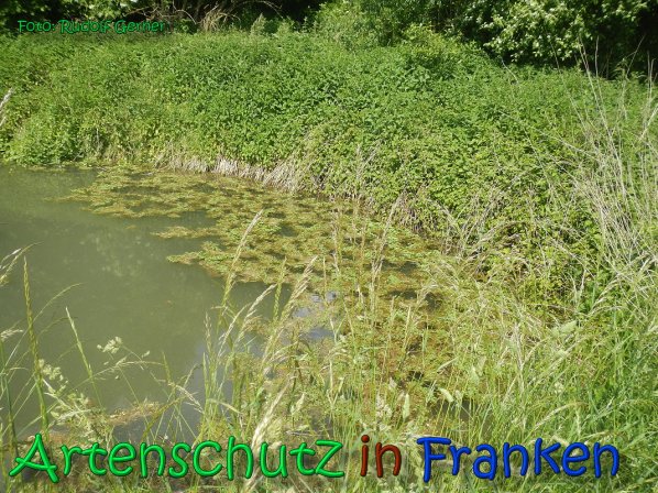Copyright AiS Gerner Bild zum Eintrag (66525-160)