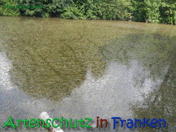 Copyright AiS Gerner Bild zum Eintrag (66529-160)