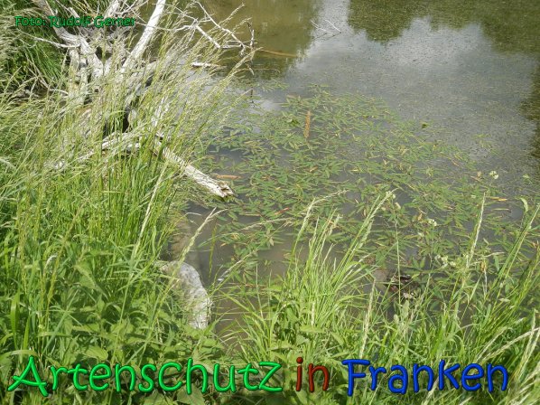 Copyright AiS Gerner Bild zum Eintrag (66533-160)