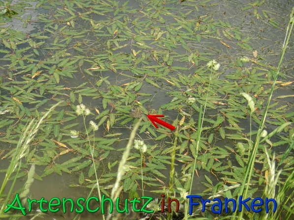 Copyright AiS Gerner Bild zum Eintrag (66534-160)