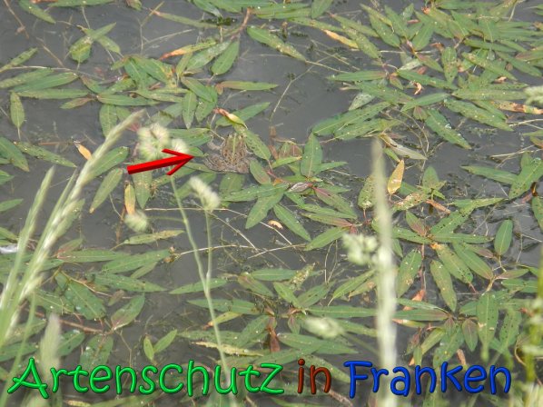Copyright AiS Gerner Bild zum Eintrag (66535-160)