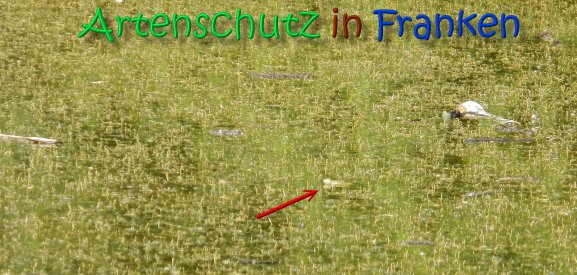 Copyright AiS Gerner Bild zum Eintrag (66536-160)