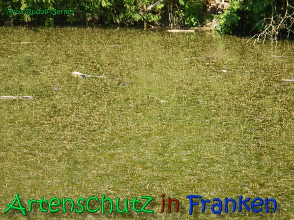 Copyright AiS Gerner Bild zum Eintrag (66537-160)