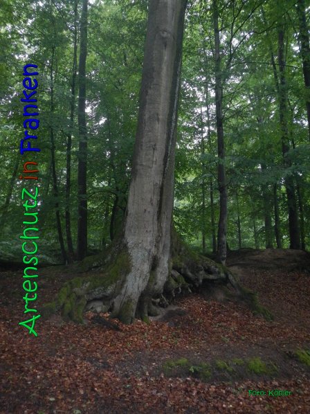 Copyright AiS Köhler Bild zum Eintrag (66629-160)
