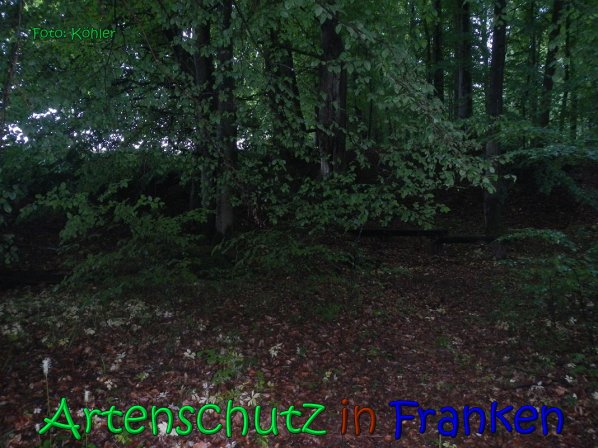 Copyright AiS Köhler Bild zum Eintrag (66631-160)