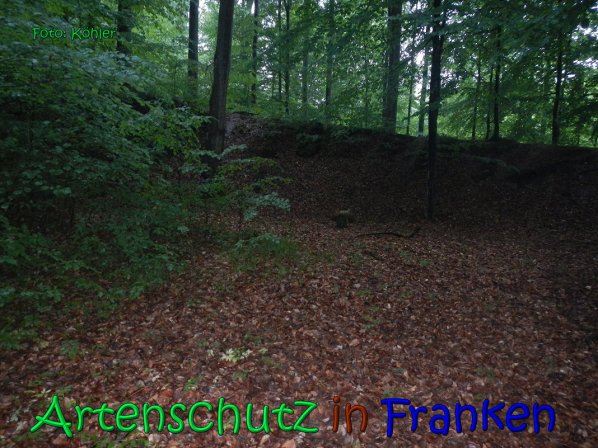 Copyright AiS Köhler Bild zum Eintrag (66634-160)