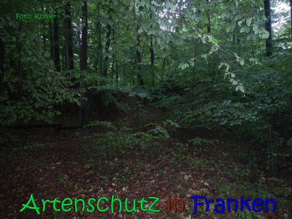 Copyright AiS Köhler Bild zum Eintrag (66635-160)