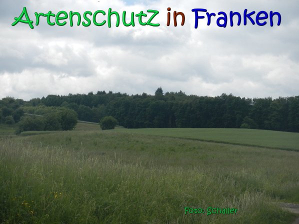 Copyright AiS Schaller Bild zum Eintrag (66935-160)