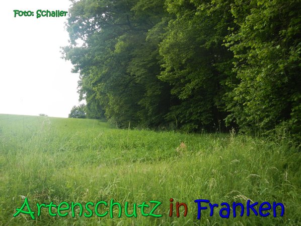 Copyright AiS Schaller Bild zum Eintrag (66936-160)