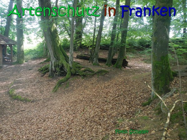 Copyright AiS Schaller Bild zum Eintrag (66937-160)