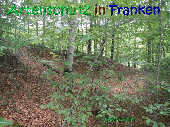 Copyright AiS Schaller Bild zum Eintrag (66938-160)