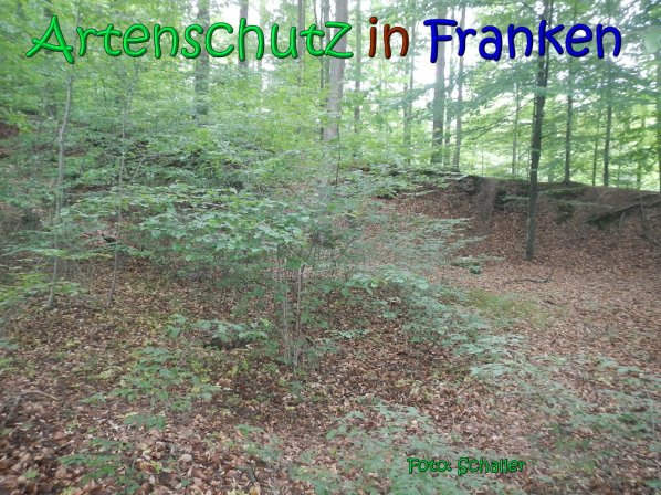 Copyright AiS Schaller Bild zum Eintrag (66939-160)