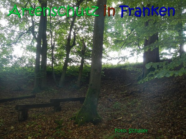 Copyright AiS Schaller Bild zum Eintrag (66940-160)