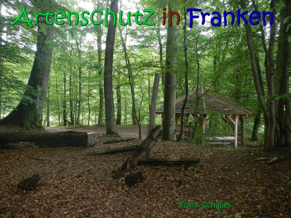 Copyright AiS Schaller Bild zum Eintrag (66941-160)