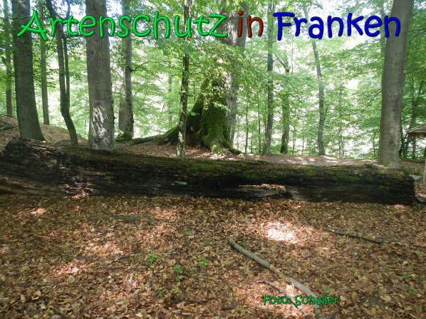 Copyright AiS Schaller Bild zum Eintrag (66945-160)