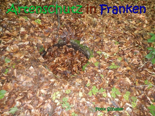 Copyright AiS Schaller Bild zum Eintrag (66946-160)